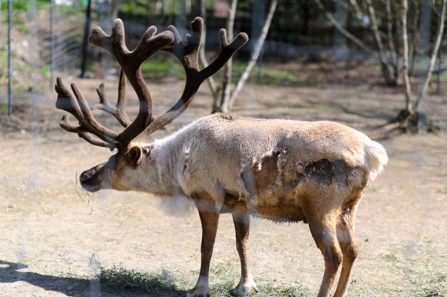 Reindeer antlers the best funny jokes are on the laughline