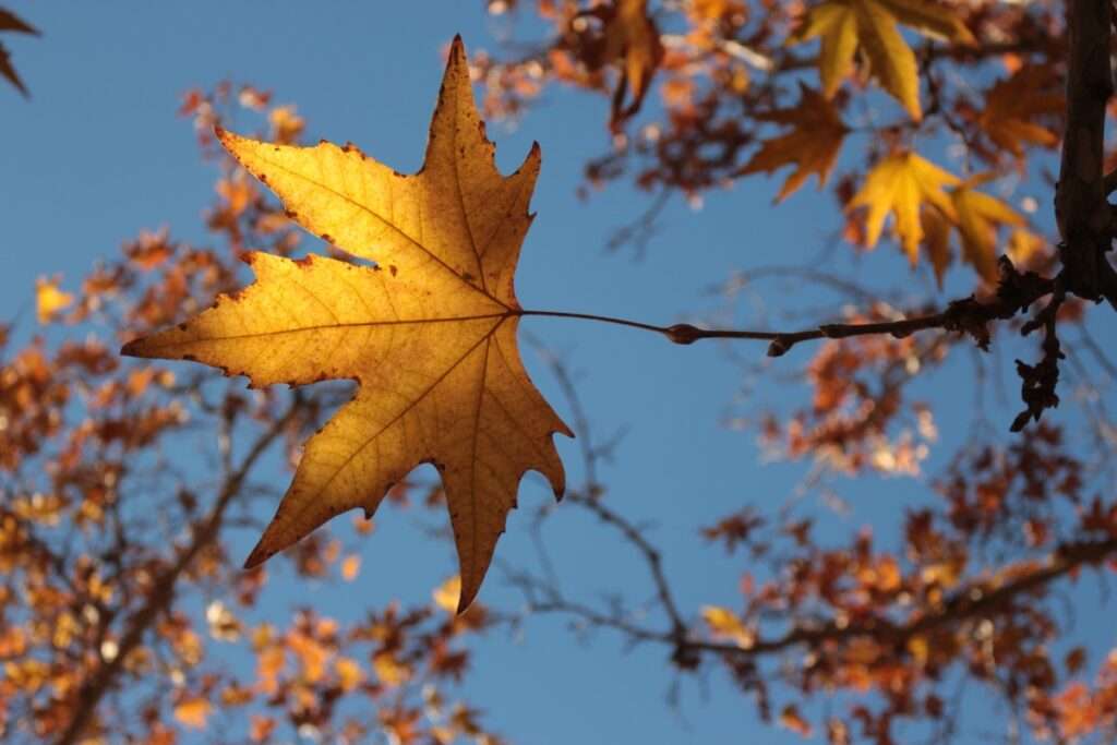 Image used under a Collective Commons License from https://pxhere.com/en/photo/1421261