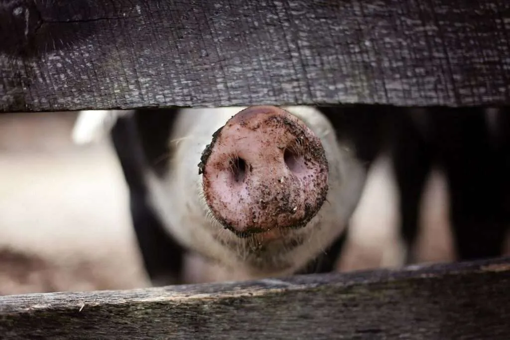 Funny Pig Farm. Image used under a Collective Commons License from https://pixabay.com/photos/pig-snout-nose-muzzle-fence-1867180/